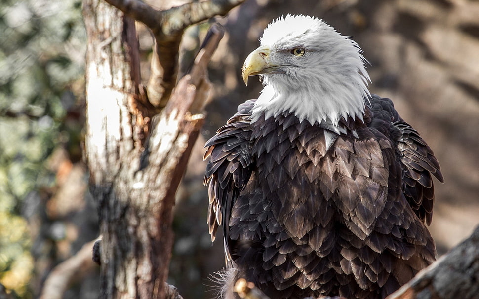 brown and white eagle, animals, birds, eagle, bald eagle HD wallpaper