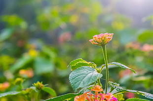 close up focus photo of orange-petaled flowers at daytime, lantana camara