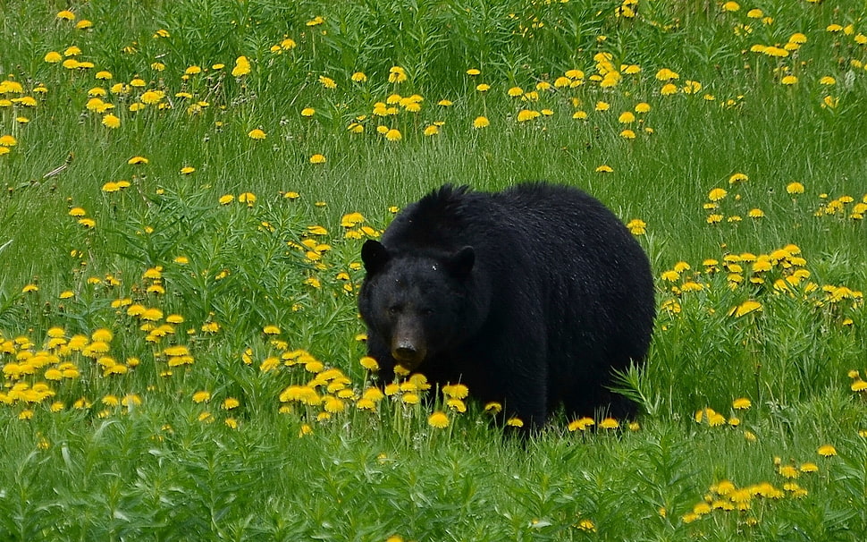 black grizzly bear HD wallpaper
