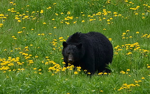 black grizzly bear