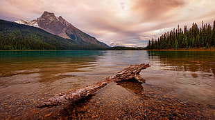 brown driftwood, nature, landscape, water, clouds