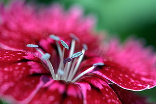 closeup photography of red flower HD wallpaper