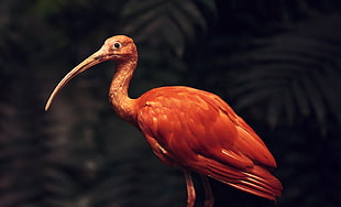 shallow focus photography of orange bird