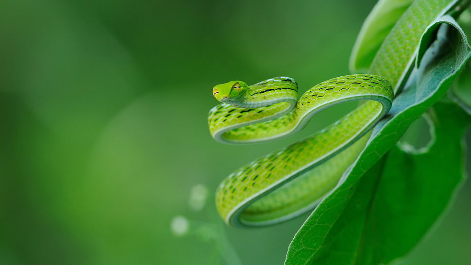 selective focus photography of green viper on green leaf during daytime HD wallpaper