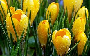 landscape photography of yellow petaled flowers