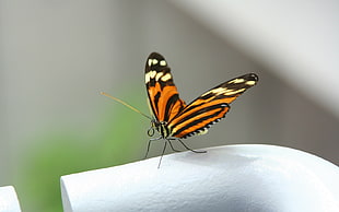 brown, black, and white butterfly perched on white metal bar closeup photography