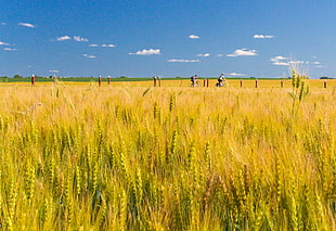 wheat field under clouded blue sky at daytime