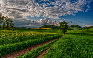 green grass lawn, nature, sky, clouds, field HD wallpaper