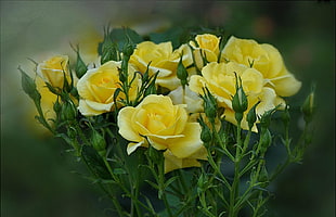 bouquet of yellow flowers HD wallpaper