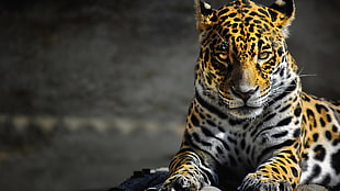 tilt-shift photography of adult leopard