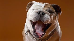 brown and white american bully dog