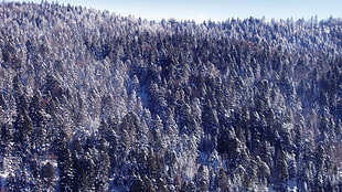 aerial photography of trees, trees, snow, nature