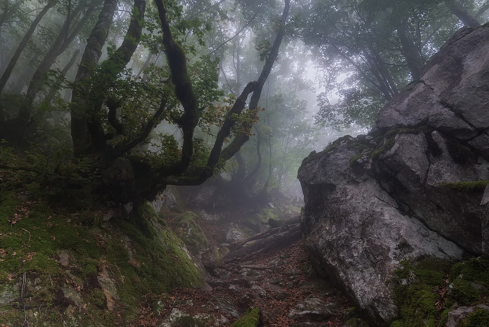 green leafed trees, nature, landscape, path, forest HD wallpaper