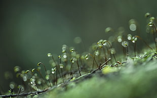 macro photography of green sprouts HD wallpaper