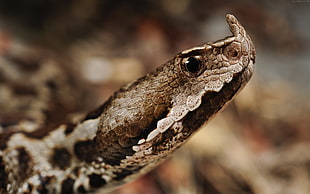 tilt ship lens photography of brown snake