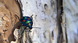 green, orange, and blue shield bug