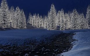 white leafed tree, landscape