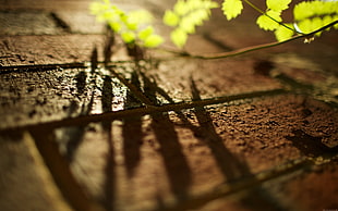 depth of field photography of leaf shadows