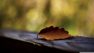 brown withered leaf, nature, leaves, wood