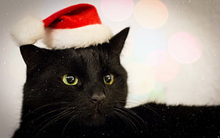 black cat wearing santa hat
