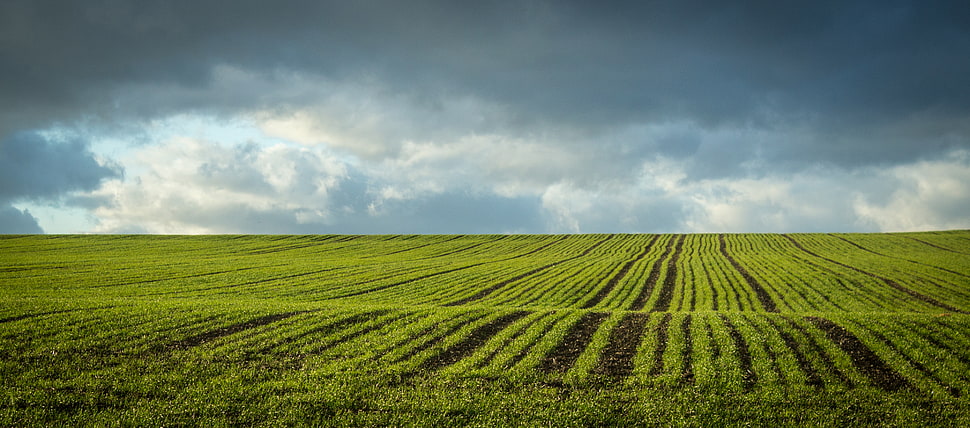 crop field under grey cloudy sky HD wallpaper