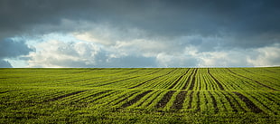 crop field under grey cloudy sky