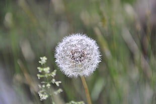 selective focus photo of white Dandelion flower