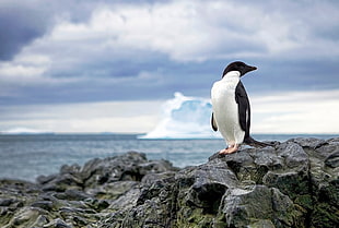closeup photo of Penguin on top of rock formation during daytime, antarctica