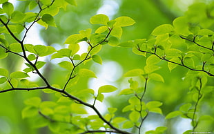 selective focus photo of ovate leaf plant