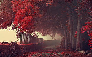 red forest trees HD wallpaper