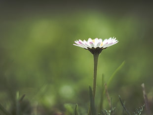 white daisy close-up photo during daytime HD wallpaper