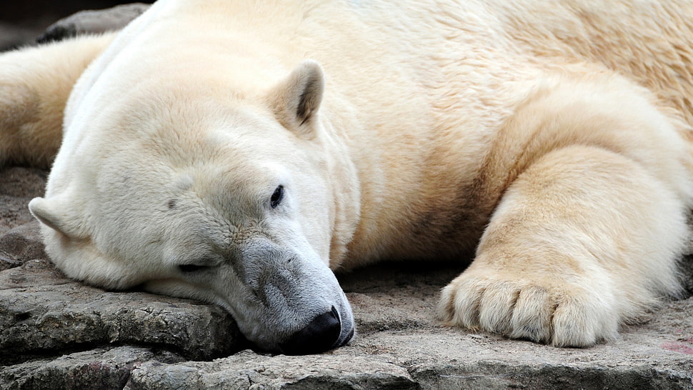 polar bear lying on gray stone HD wallpaper