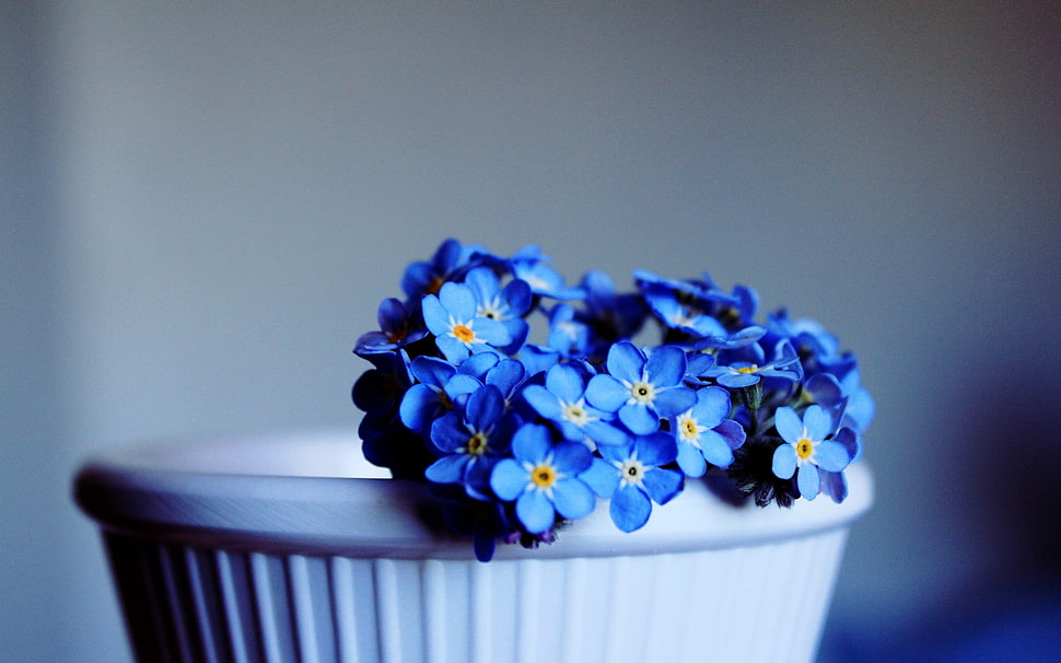 blue petaled flowers on white vase HD wallpaper