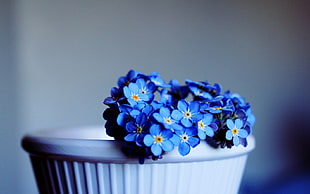 blue petaled flowers on white vase
