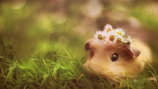 brown hamster with white petaled flower on head close-up photography