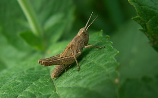 close up focus photo of a brown grasshopper on green leaf