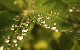 close-up photo of green leaf with water drop
