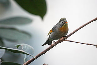 selective focus photography of gray and yellow bird perching on tree branch