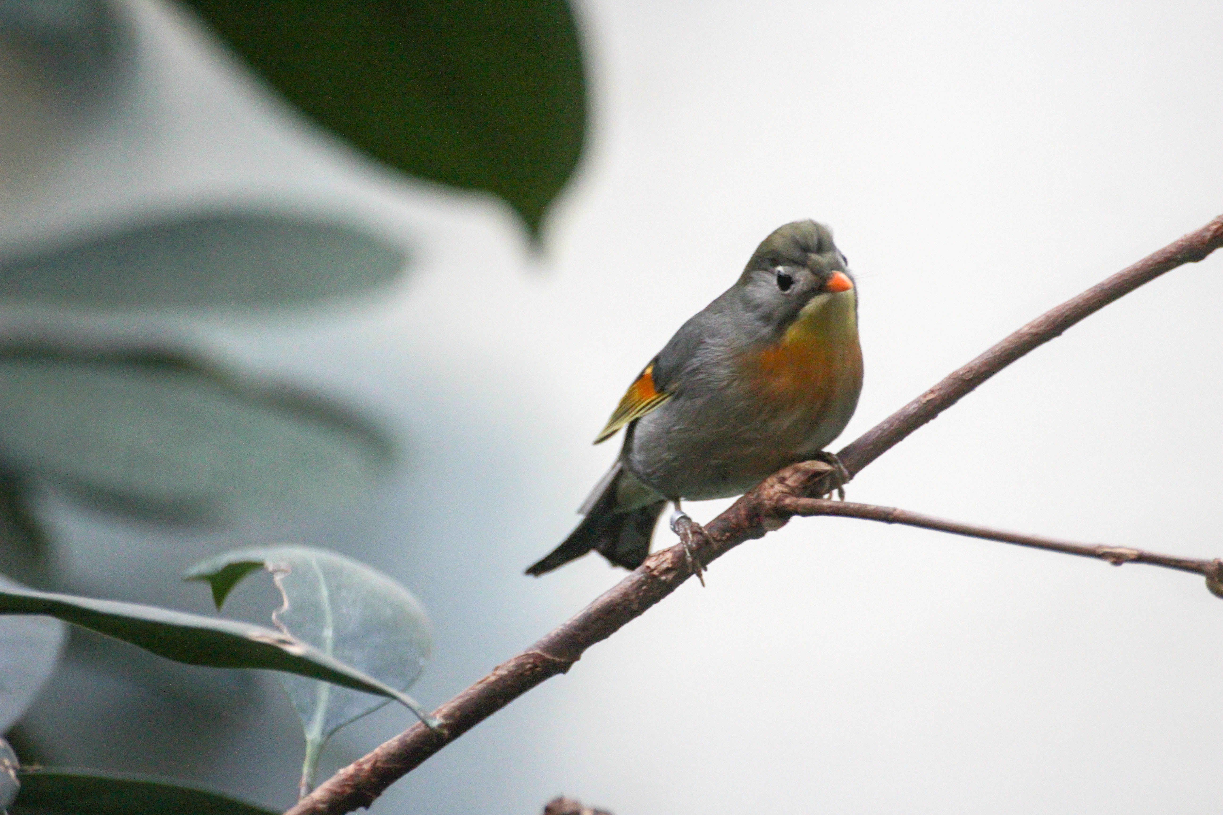 selective focus photography of gray and yellow bird perching on tree branch