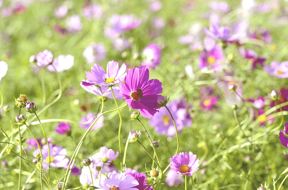 purple petaled flower in green field during daytime HD wallpaper