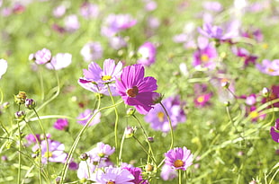 purple petaled flower in green field during daytime