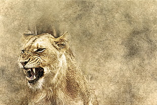 lioness painting with brown background