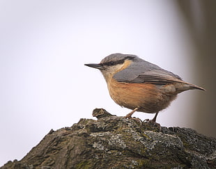 grey and brown bird on rock, nuthatch
