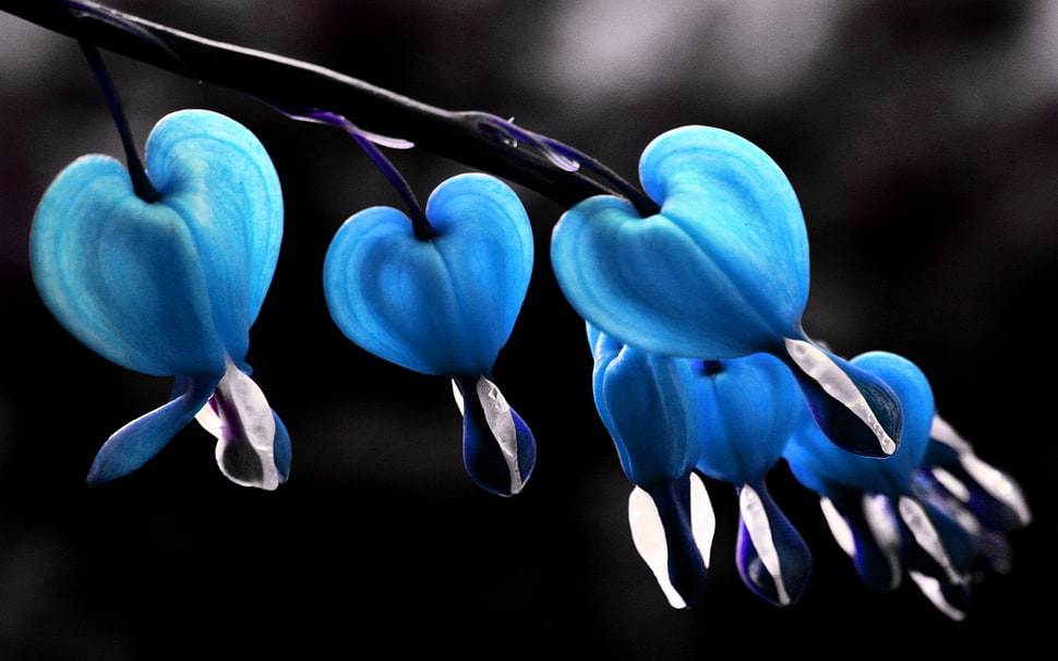 heart-shaped blue leafed with water dew close-up photography HD wallpaper