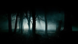 forest full of fogs HD wallpaper