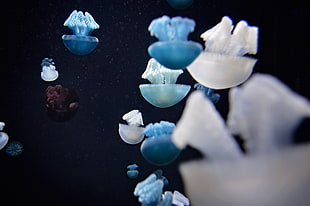 blue and white jellyfishes