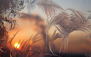 gray leaf plants, winter, snow, sunset, cold