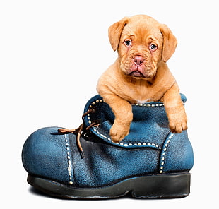 brown puppy in shoes photo