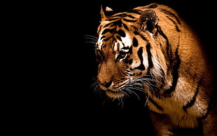brown and black tiger wallpaper, tiger, animals, big cats