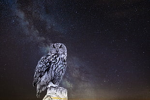gray owl, Owl, Starry sky, Photoshop
